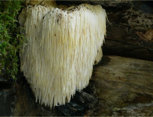 Lion’s Mane (Hericium erinaceus) – What’s all the fuss about?