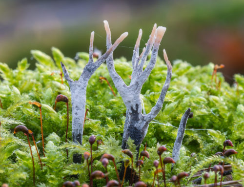 Candlesnuff (Staghorn) Fungus – (Xylaria hypoxylon)