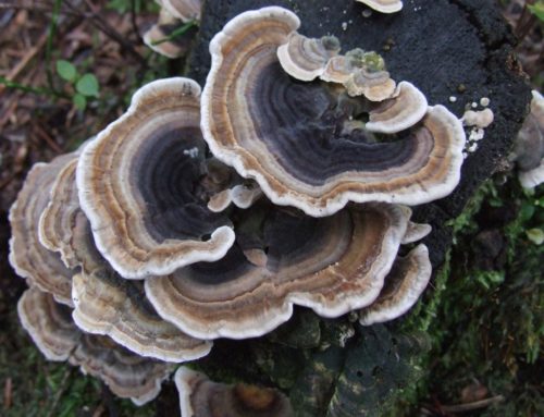 Turkey tail mushroom, what is it supposed to do?